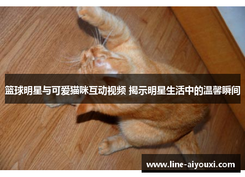 篮球明星与可爱猫咪互动视频 揭示明星生活中的温馨瞬间